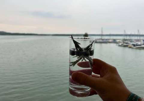 signal 2023 08 17 185027